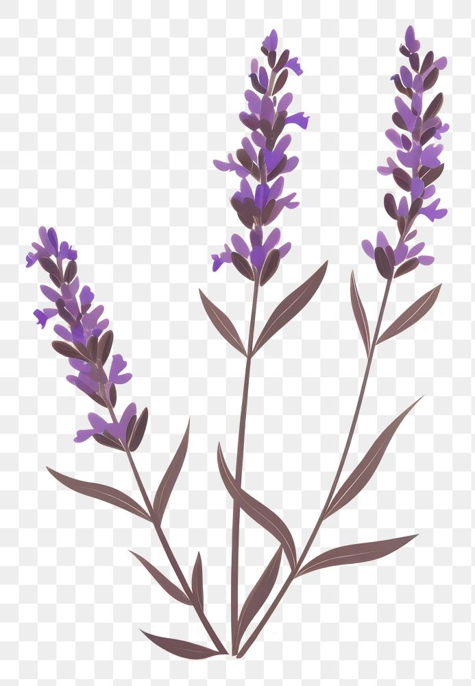 PNG Lavender flower plant tranquility fragility. AI generated Image by rawpixel.