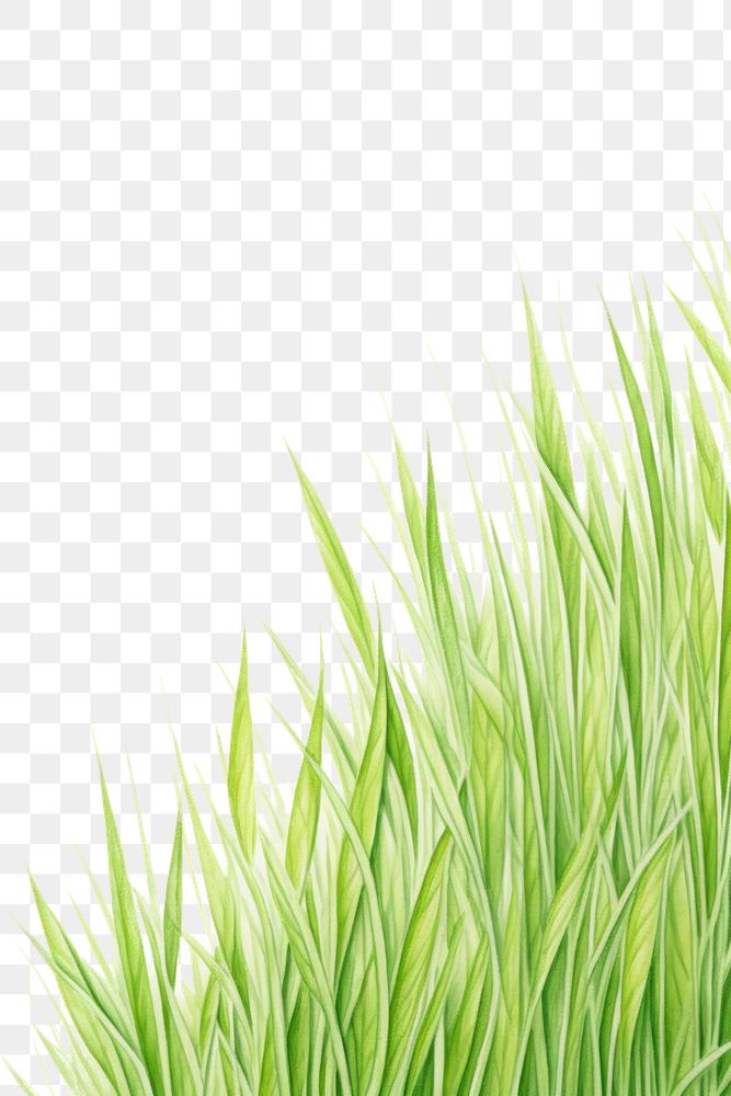 PNG Grass plant green leaf. AI generated Image by rawpixel.