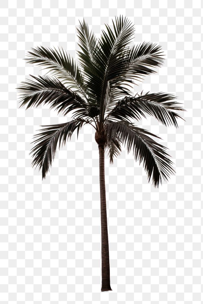 PNG Palm plant tree white background. AI generated Image by rawpixel.