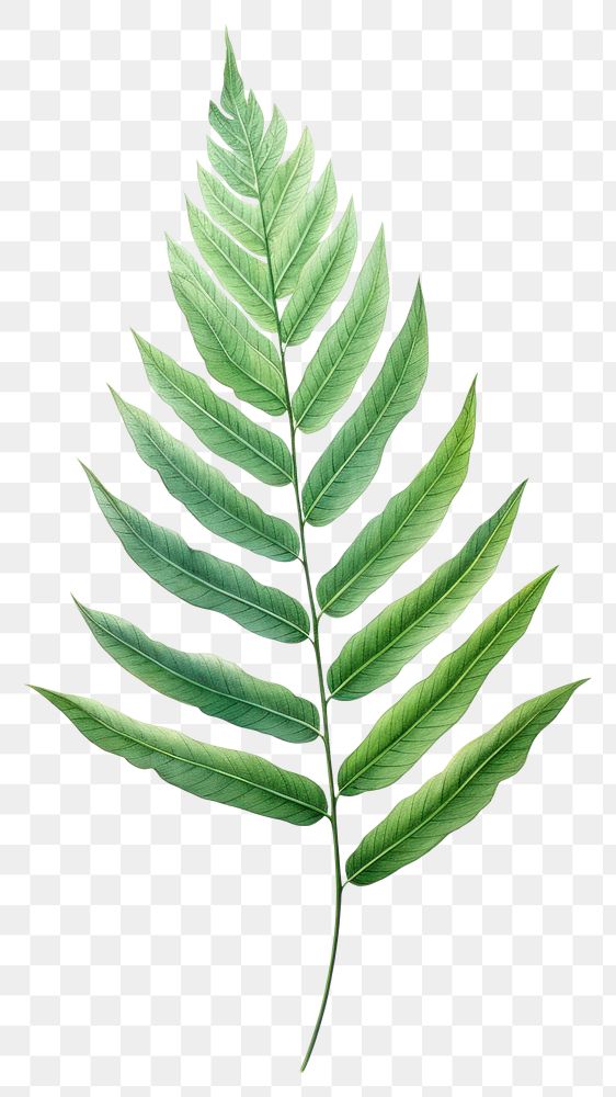 PNG Chamaedorea elegans leaf drawing plant green. AI generated Image by rawpixel.
