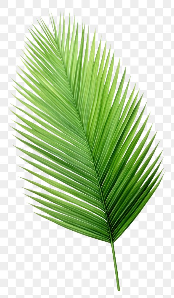 PNG Coconut palm leaf green plant tree. AI generated Image by rawpixel.