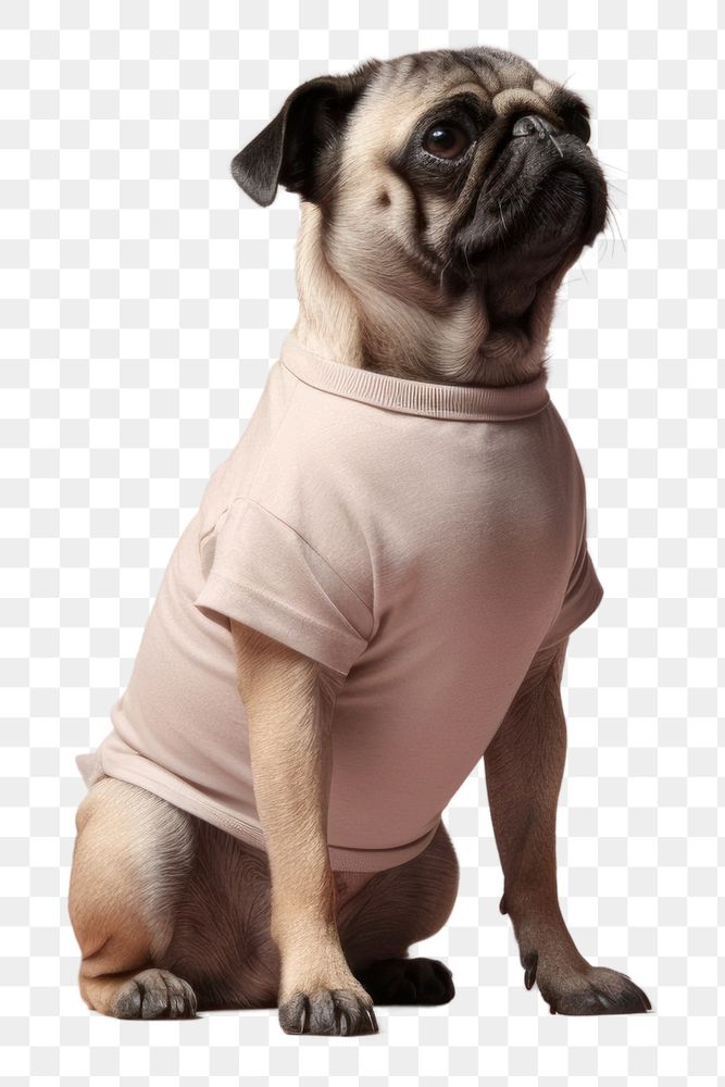 PNG Dog animal mammal pug. AI generated Image by rawpixel.