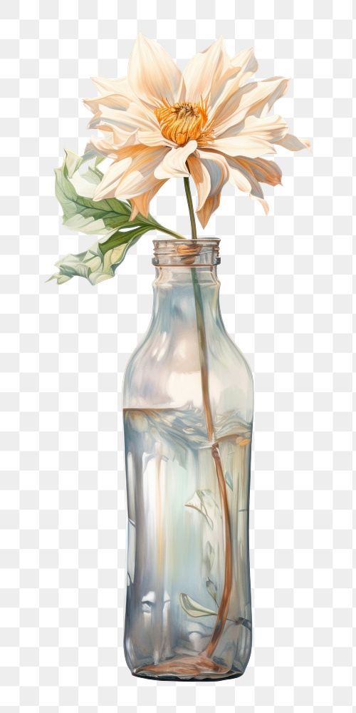 PNG Bottle flower glass plant. 