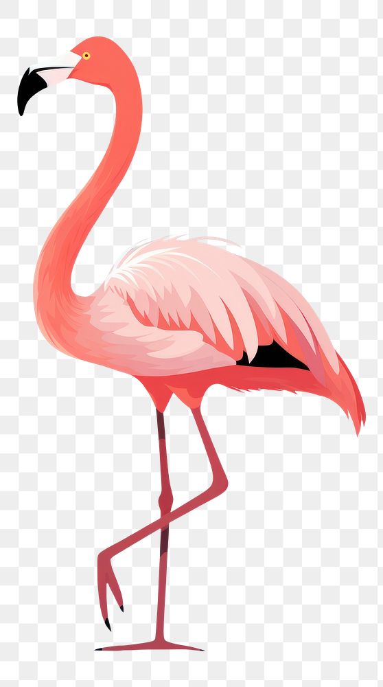 PNG Flamingo animal bird beak. 