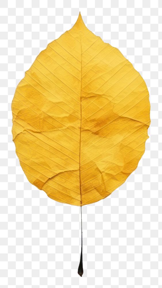 PNG Yellow leaf plant fragility pattern. AI generated Image by rawpixel.