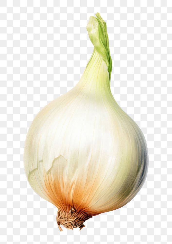 PNG Onion vegetable garlic plant. AI generated Image by rawpixel.