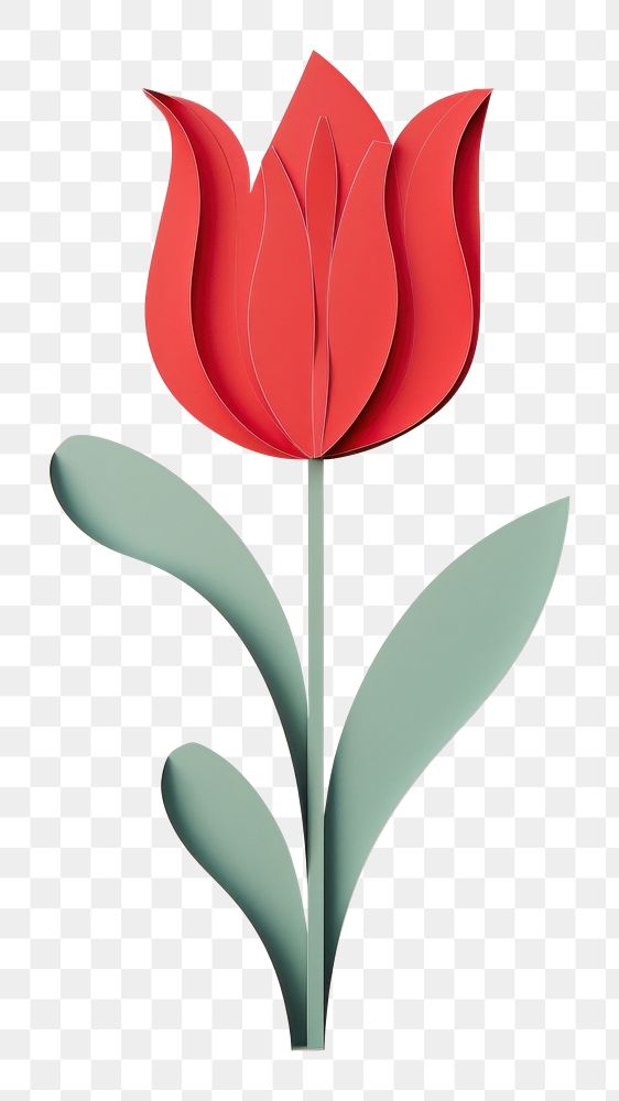 PNG Red tulip flower petal plant. AI generated Image by rawpixel.