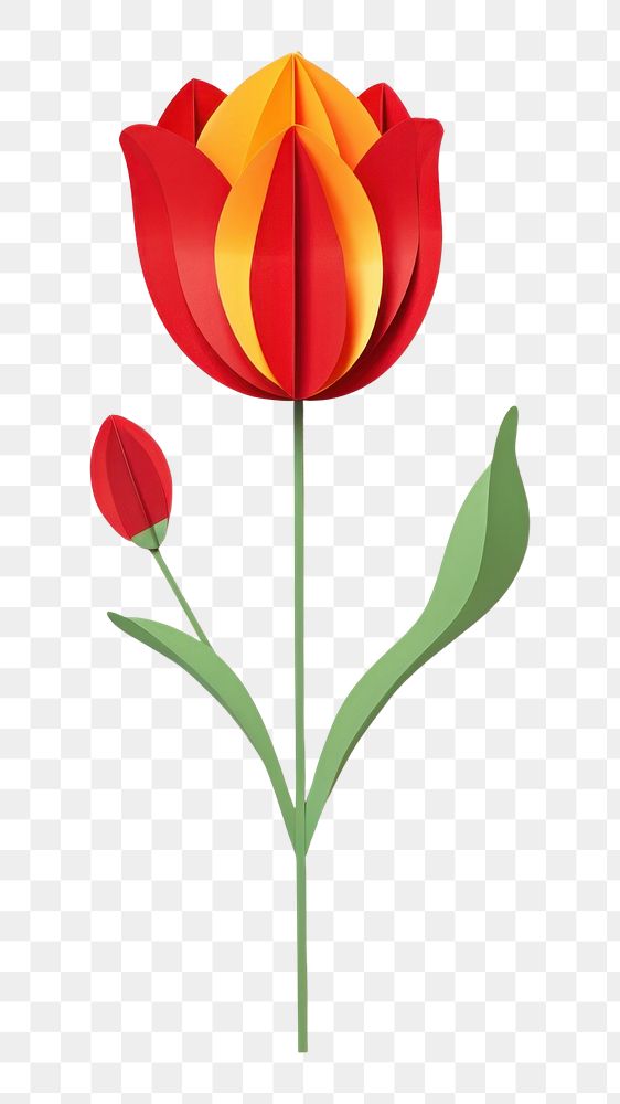 PNG Red tulip flower plant red. 