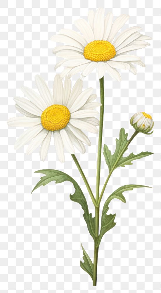 PNG Daisy flower plant white white background. 