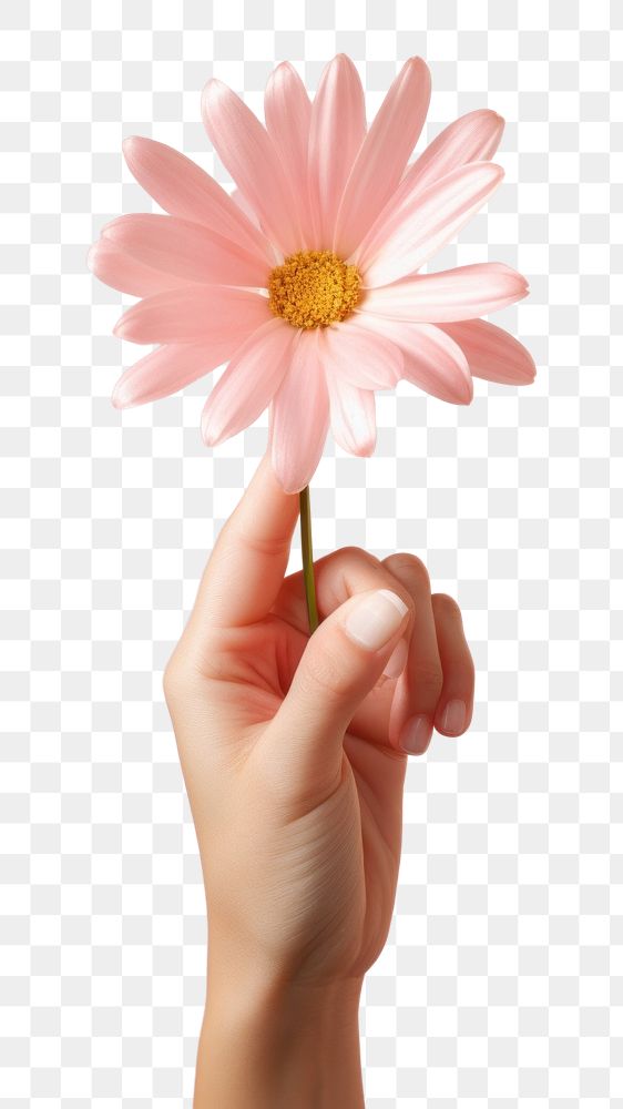 PNG Hand holding flower. 