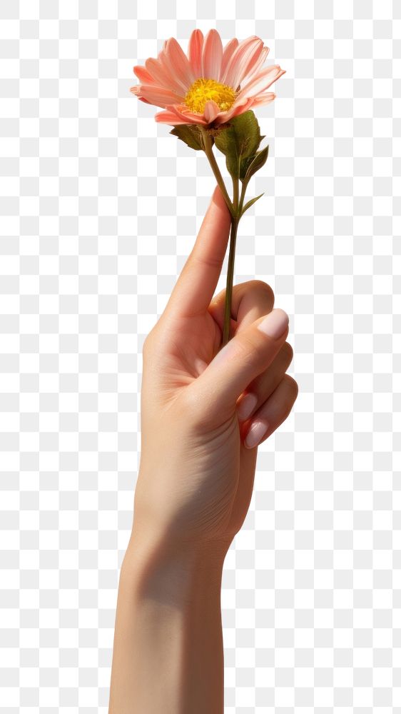 PNG Hand holding flower. AI generated Image by rawpixel.