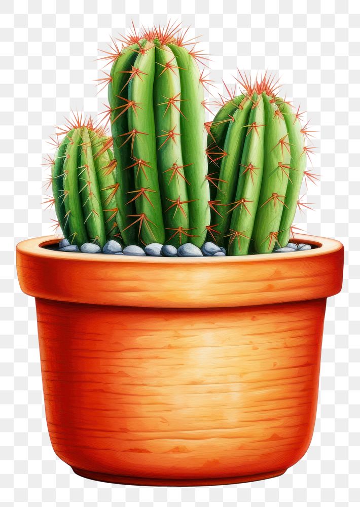 PNG Cactus plant white background houseplant. 