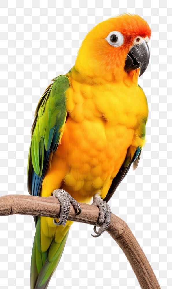 PNG Sun Conure parrot animal bird. 