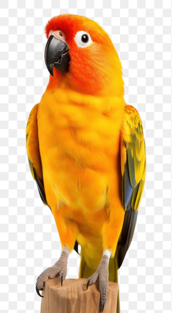 PNG Sun Conure parrot animal bird. 