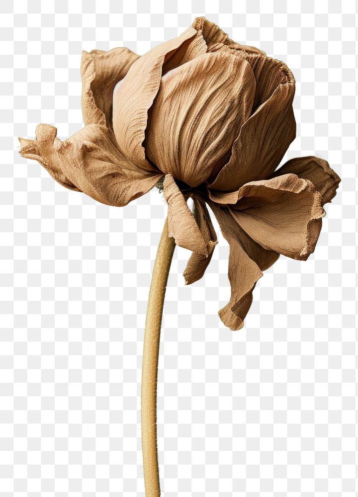 PNG Dried deep taupe color flower petal plant green. 