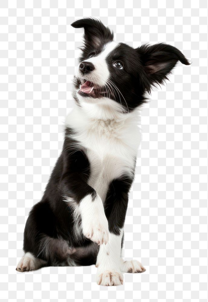 PNG Puppy mammal animal collie. AI generated Image by rawpixel.