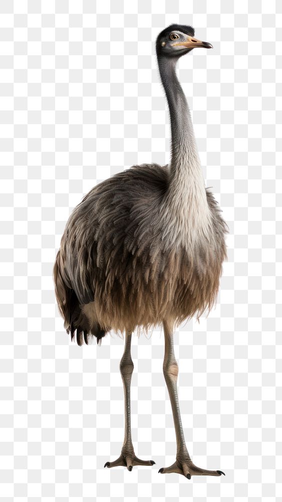 PNG Ostrich animal bird beak. 