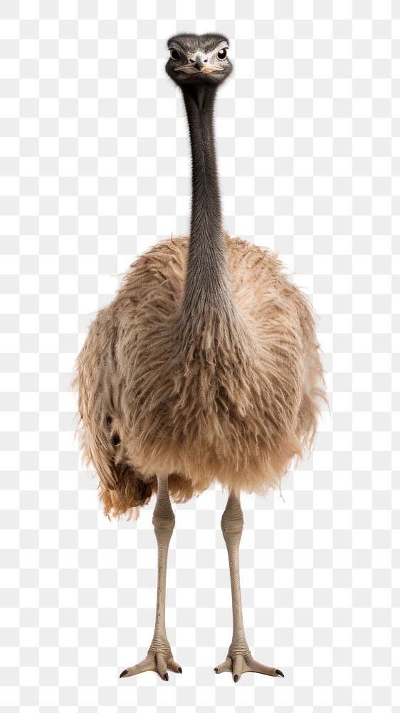 PNG Ostrich animal bird beak. 