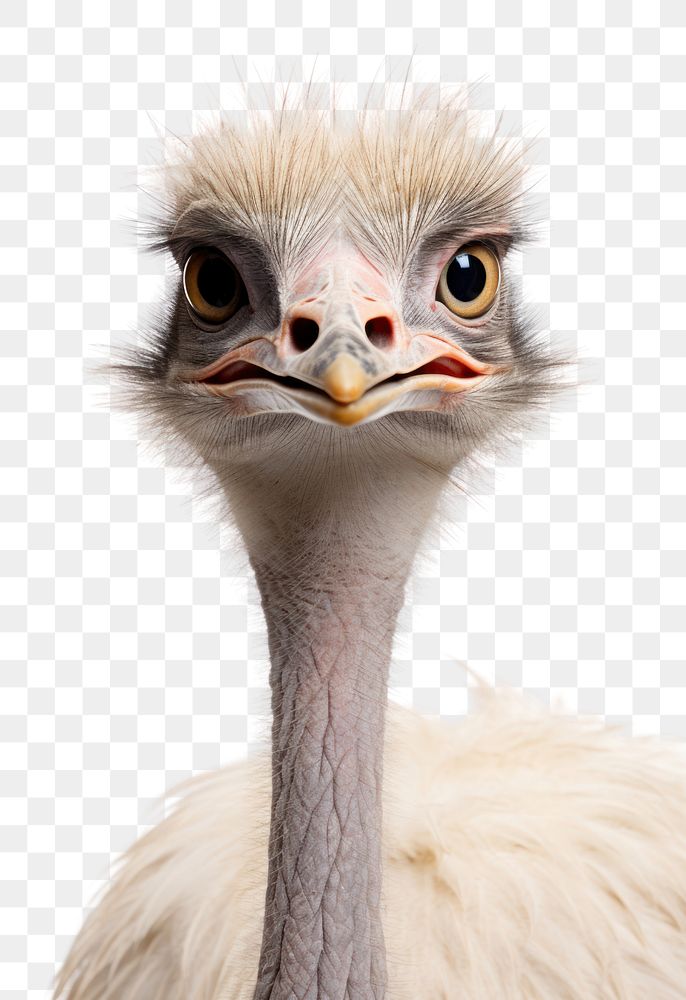 PNG Ostrich animal bird beak. AI generated Image by rawpixel.