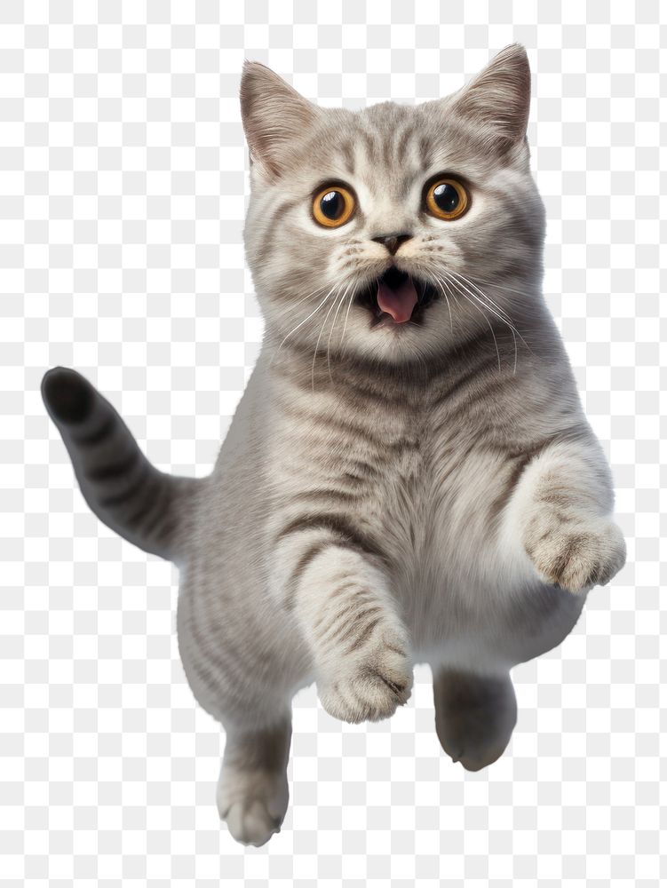 PNG Two scottish shorthair cats mammal animal kitten. AI generated Image by rawpixel.