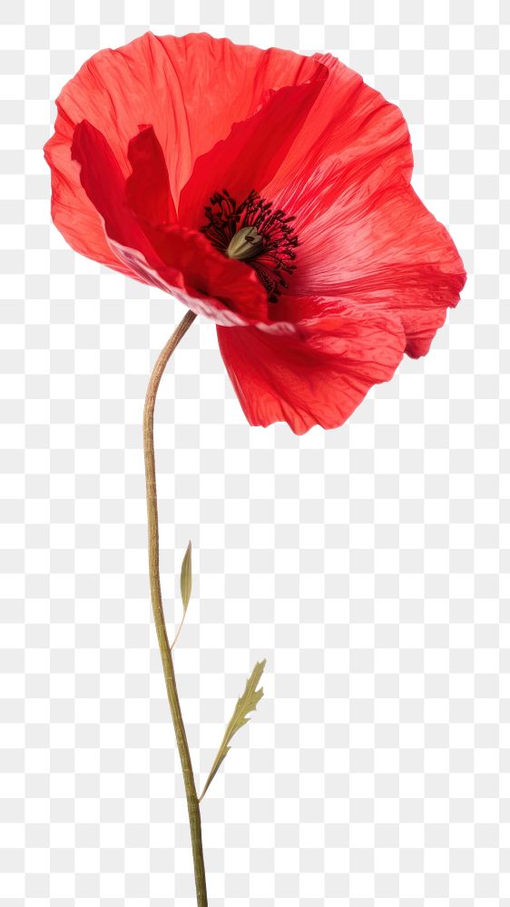PNG Poppy flower plant white background inflorescence. AI generated Image by rawpixel.