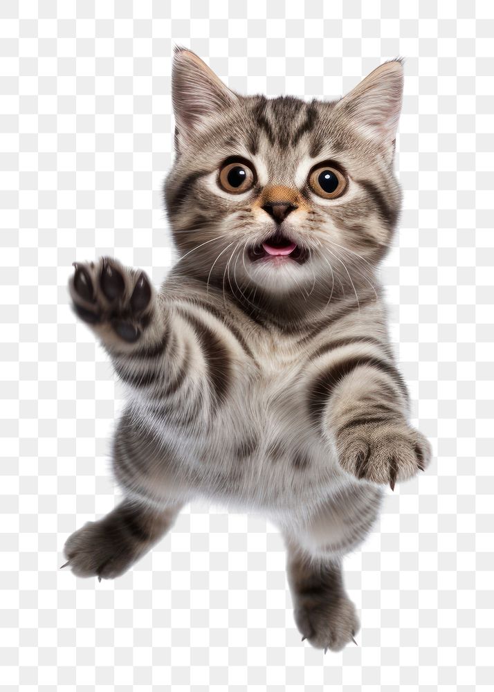 PNG American Short hair jumping mammal animal kitten. AI generated Image by rawpixel.