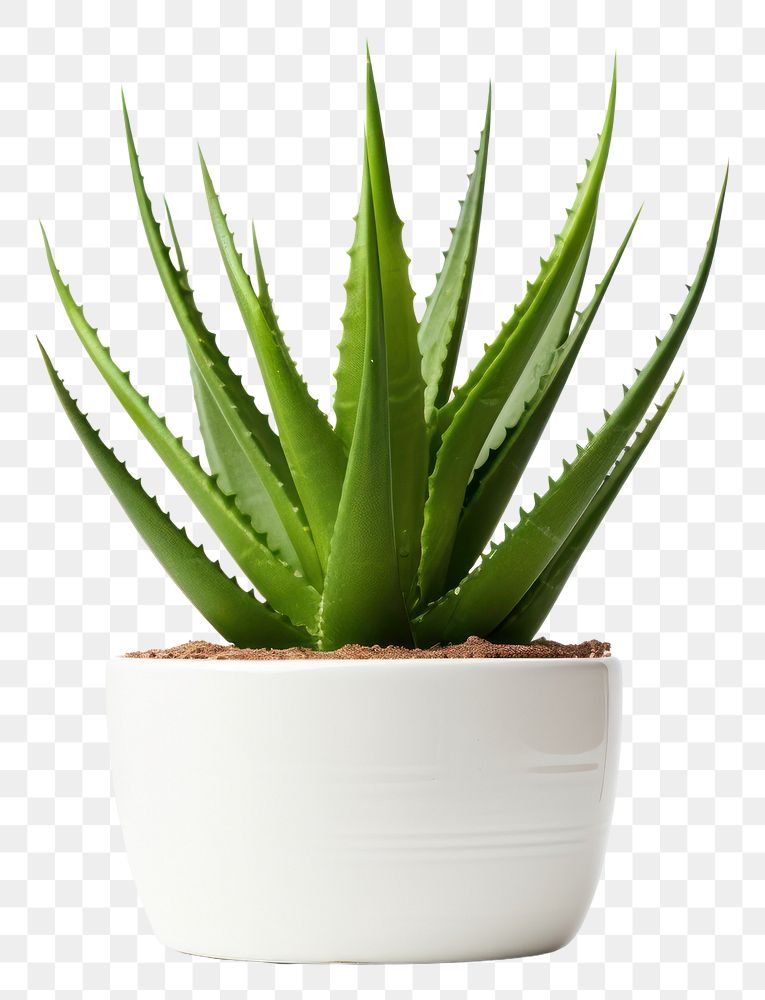 PNG Aloe vera plant xanthorrhoeaceae white background. AI generated Image by rawpixel.