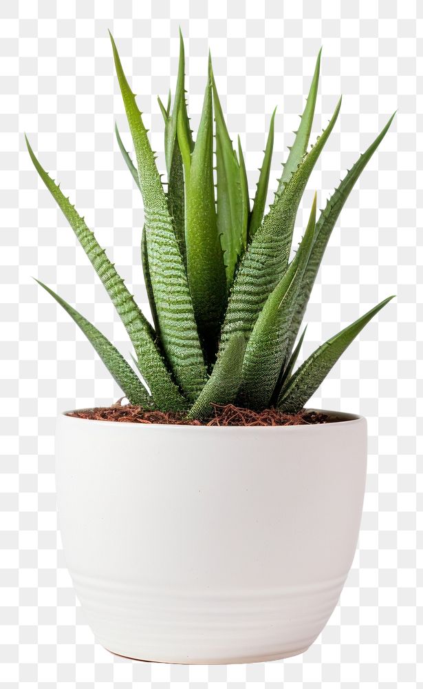 PNG Aloe vera plant xanthorrhoeaceae white background. AI generated Image by rawpixel.