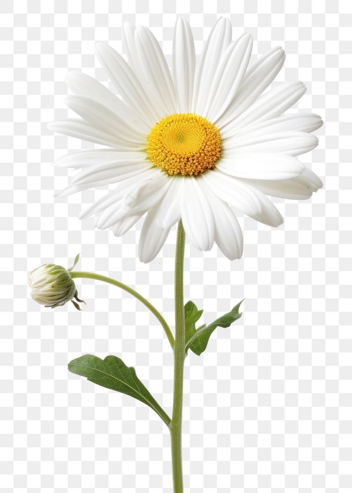PNG Marguerite flower daisy petal. AI generated Image by rawpixel.