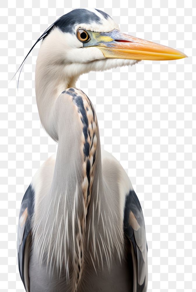 PNG Grey Heron heron portrait animal. AI generated Image by rawpixel.