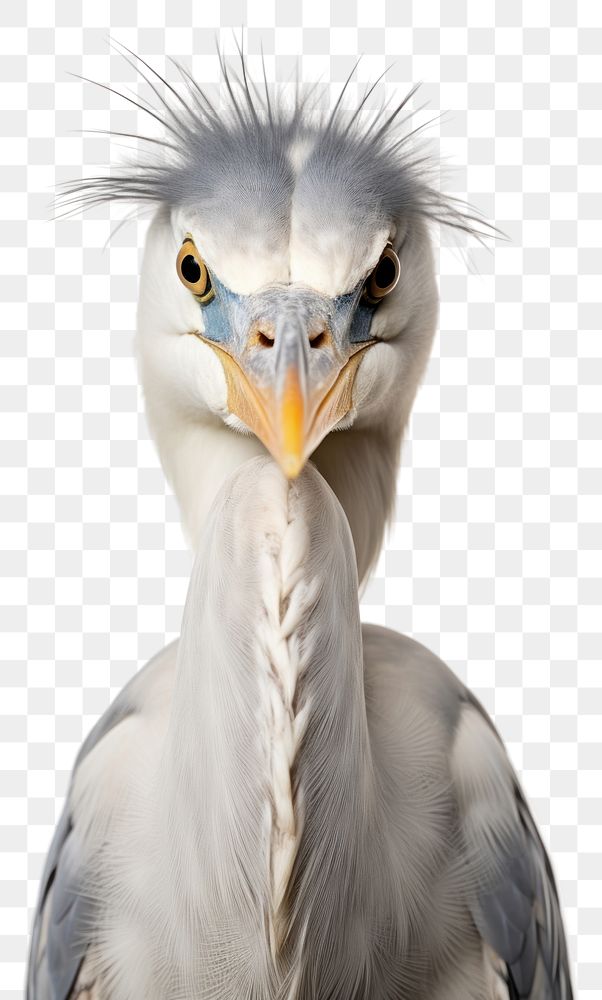 PNG Grey Heron portrait animal bird. AI generated Image by rawpixel.
