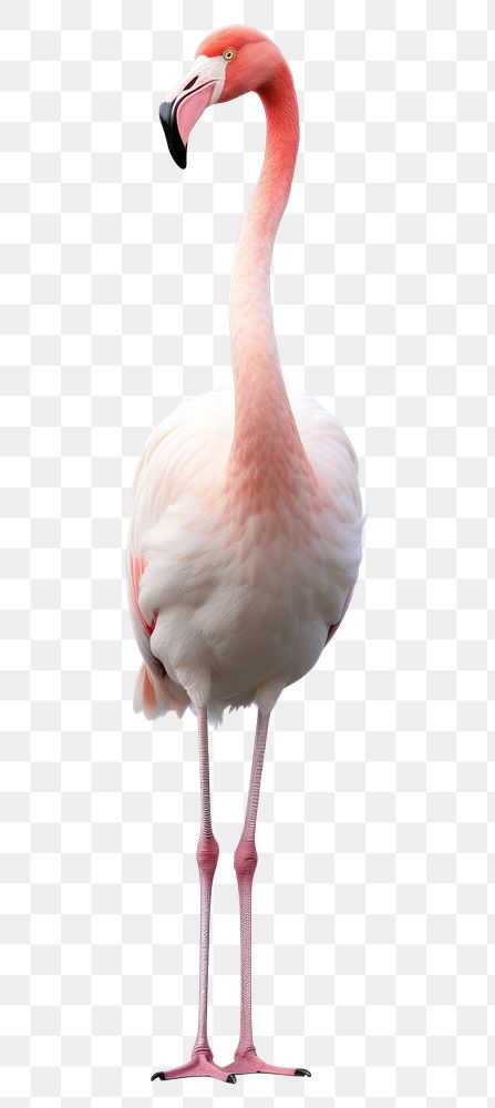 PNG Flamingo animal bird beak. AI generated Image by rawpixel.