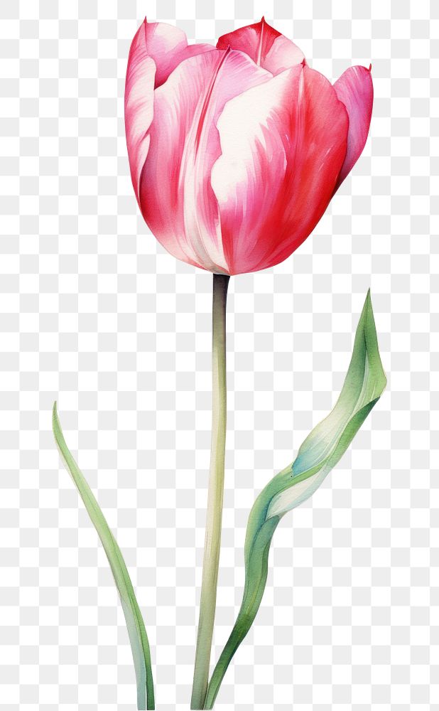 PNG Tulip flower plant watercolor painting. AI generated Image by rawpixel.