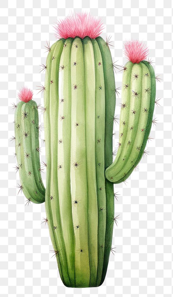 PNG Cactus illustration plant white background freshness. 