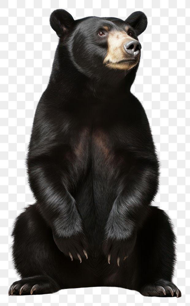 PNG Sun bear wildlife mammal animal. 