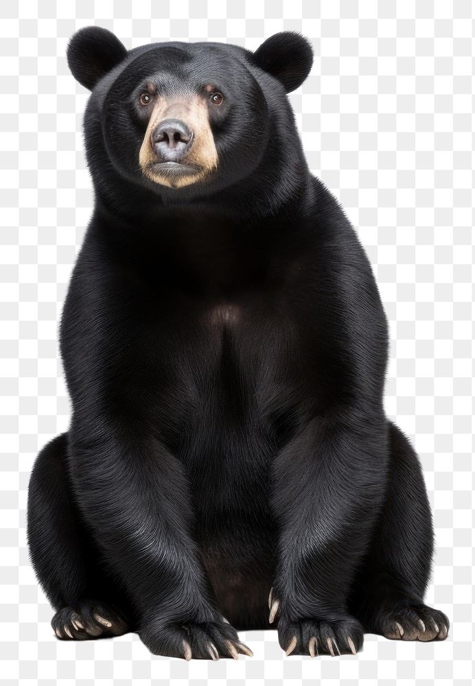 PNG Sun bear sitting wildlife mammal animal. 