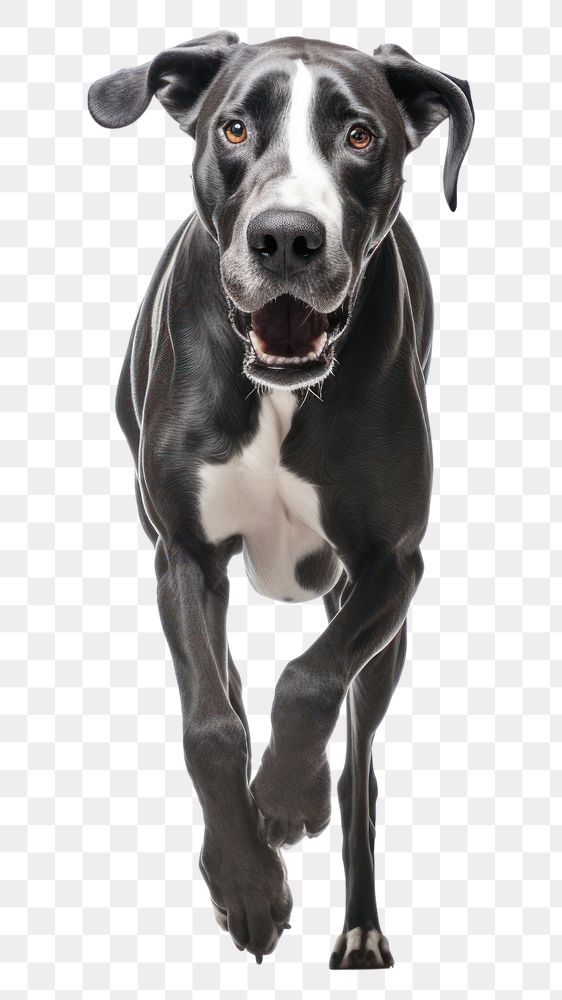 PNG Great danes pointer running mammal. AI generated Image by rawpixel.