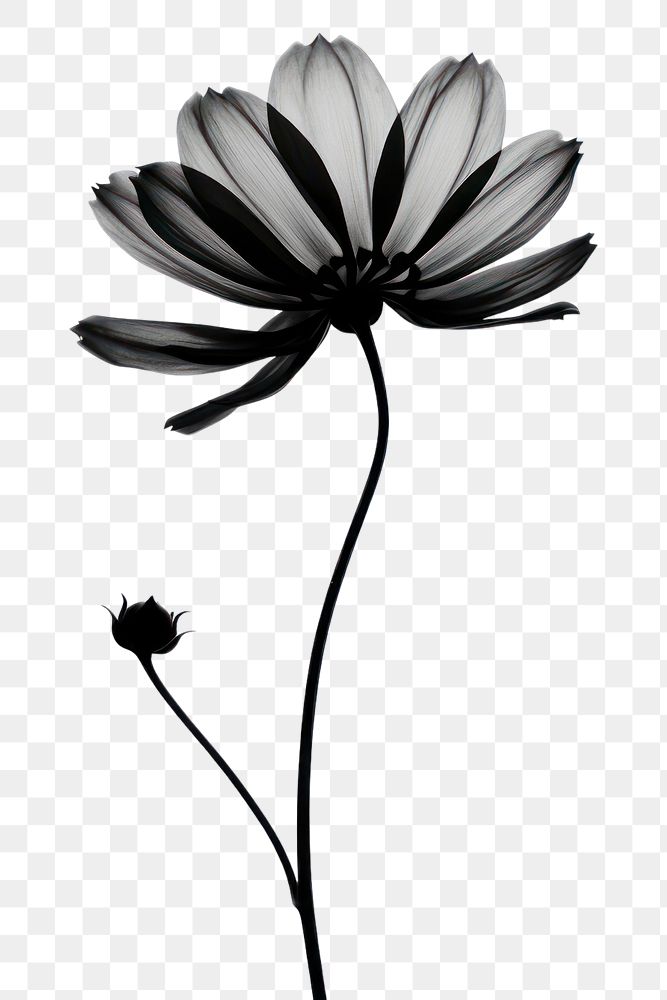 PNG Flower silhouette petal plant white. 