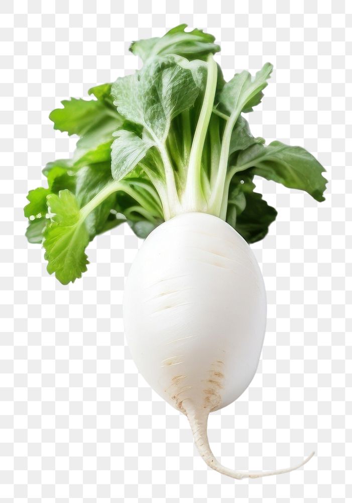PNG White radish vegetable plant food. AI generated Image by rawpixel.