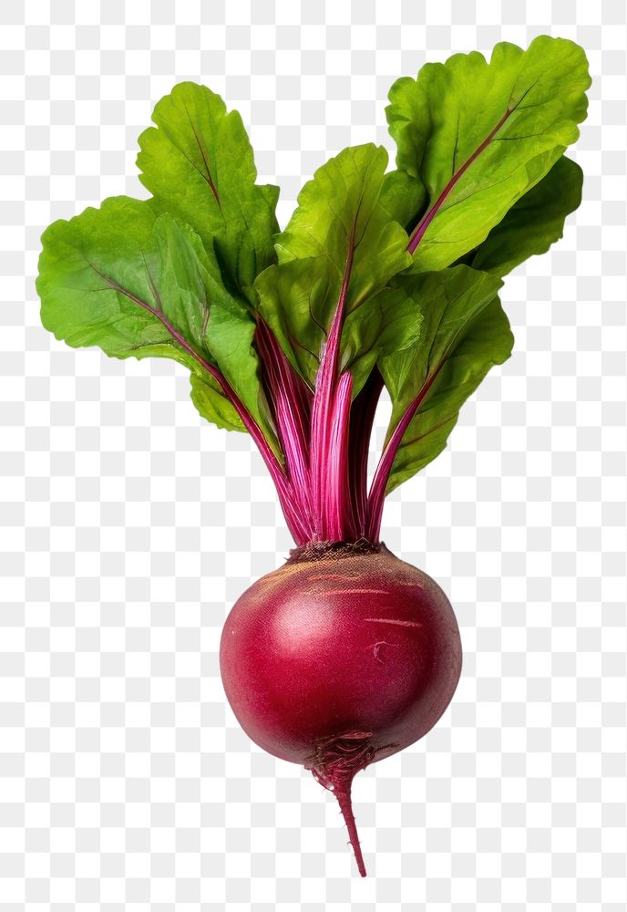 PNG Beetroot vegetable radish plant. 