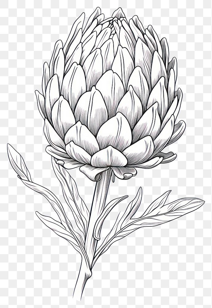 PNG Artichoke drawing sketch plant. AI generated Image by rawpixel.