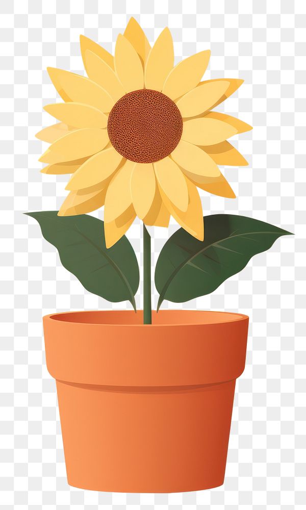 PNG Sunflower flower pot plant inflorescence houseplant. AI generated Image by rawpixel.