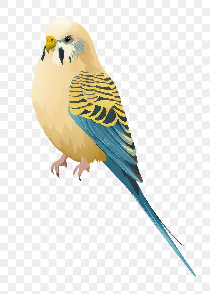 PNG Budgie wildlife parrot animal. 