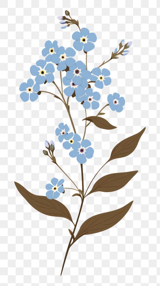 PNG Forget me not flower blossom plant forget-me-not. AI generated Image by rawpixel.