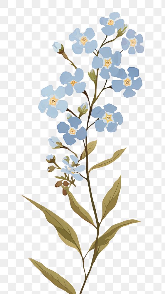 PNG Forget me not flower blossom plant forget-me-not. AI generated Image by rawpixel.