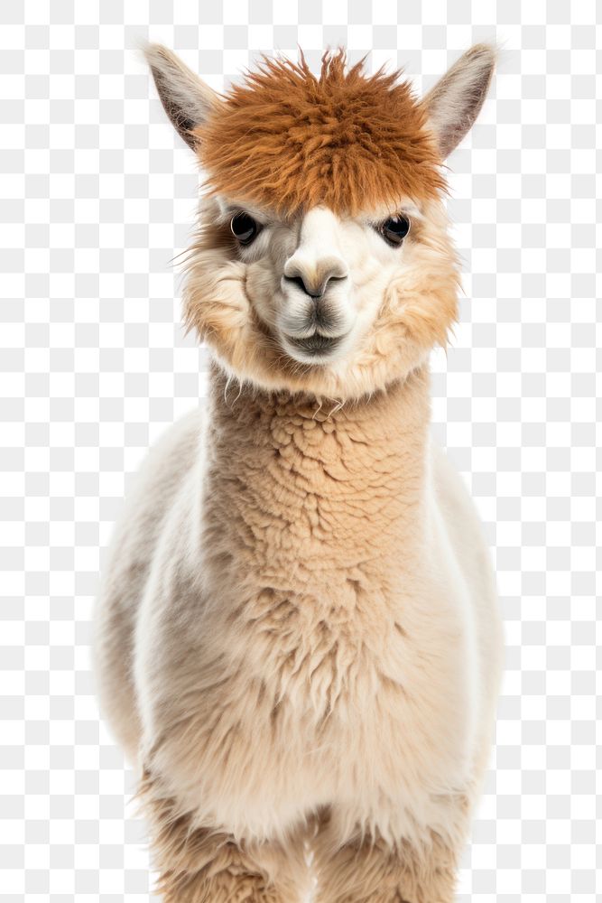 PNG  Alpaca mammal animal llama