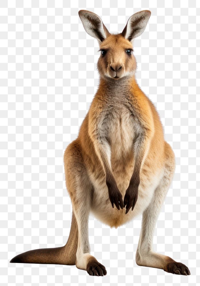 PNG  Kangaroo wallaby mammal animal. AI generated Image by rawpixel.