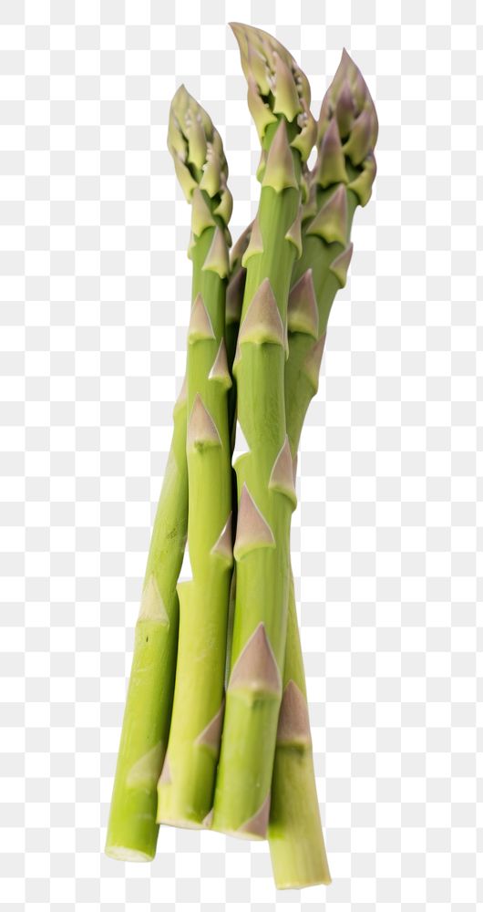 PNG Asparagus vegetable plant food. AI generated Image by rawpixel.