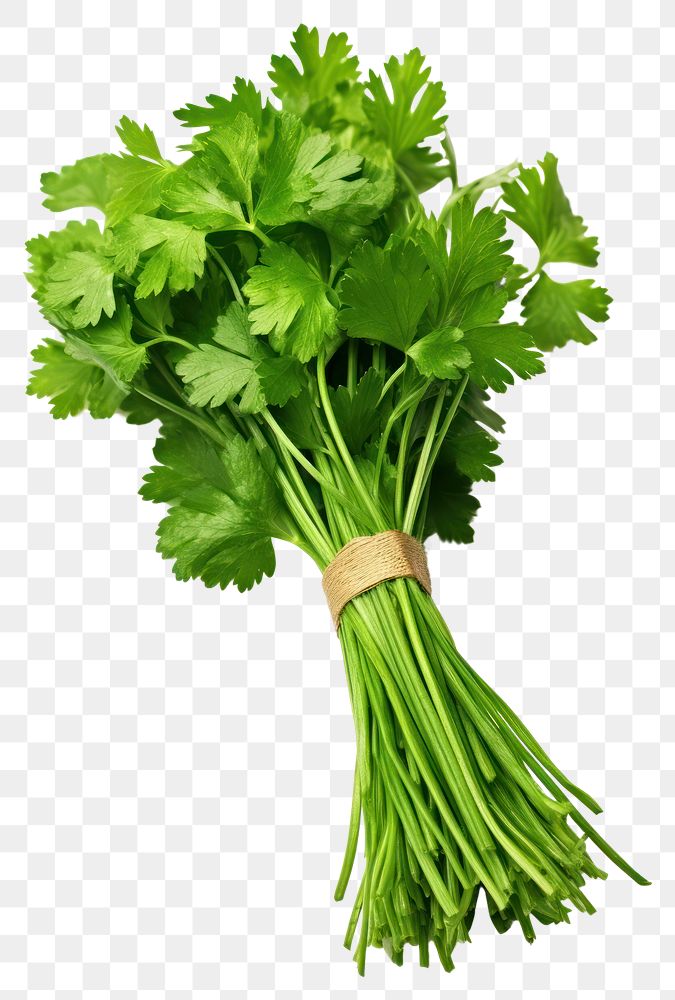 PNG Coriander parsley plant bunch. AI generated Image by rawpixel.
