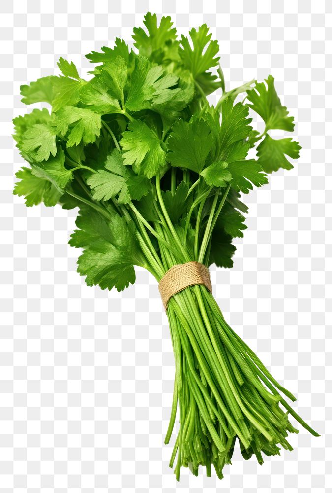 PNG Coriander parsley plant bunch. 